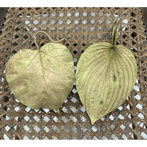 Michael Michaud‎ Table Art Catalpa And Hosta  Dish, Cast Metal Artist Designed